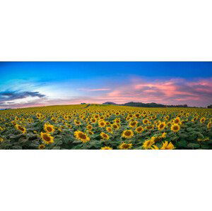 Fotografie Sunflower field at sunset, Sarrote Sakwong, 50x20.9 cm
