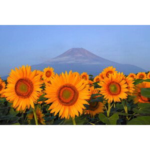 Fotografie Fuji and sunflower, I love Photo and Apple., 40x26.7 cm