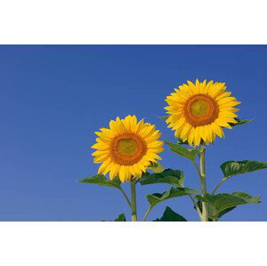 Fotografie Two sunflowers  against clear blue, Martin Ruegner, 40x26.7 cm