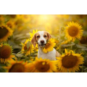 Fotografie Beagle in sunflower field, Iwona Wojtowicz / 500px, 40x26.7 cm