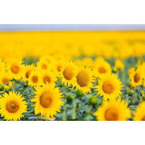Fotografie Sunflower field, Alexander Spatari, 40x26.7 cm