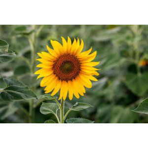 Fotografie Sunflower natural background. Sunflower blooming. Close-up, Rapeepong Puttakumwong, 40x26.7 cm