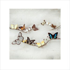 Umělecký tisk Ian Winstanley - Array of Butterflies, (40 x 40 cm)