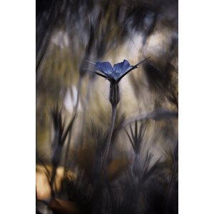 Umělecká fotografie The Blue Crown, Fabien Bravin, (26.7 x 40 cm)