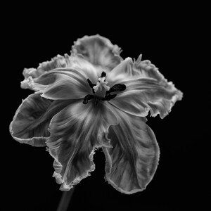 Umělecká fotografie Parrot Tulip, Lotte	Grønkjær, (40 x 40 cm)