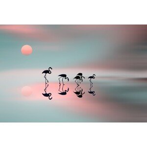 Umělecká fotografie Family flamingos, Natalia Baras, (40 x 26.7 cm)