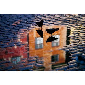 Umělecká fotografie Pigeons, Allan	Wallberg, (40 x 26.7 cm)