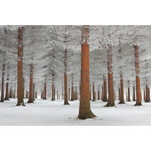Umělecká fotografie magical forest, Dragisa Petrovic, (40 x 26.7 cm)