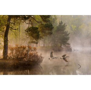 Umělecká fotografie Goose fight, Anton van Dongen, (40 x 26.7 cm)