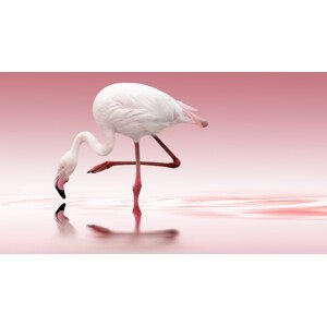 Umělecká fotografie Flamingo, Doris Reindl, (40 x 22.5 cm)