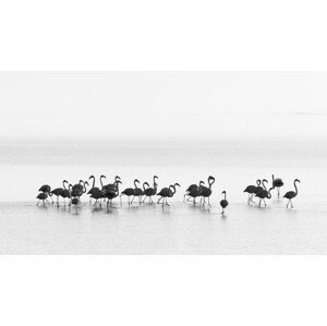 Umělecká fotografie Flamingos, Joan	Gil Raga, (40 x 22.5 cm)