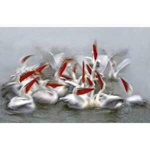Umělecká fotografie Pelicans in motion blur, Xavier	Ortega, (40 x 24.6 cm)