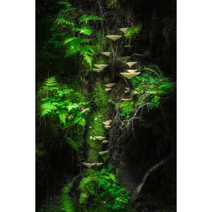 Umělecká fotografie Mushroom Wall, Petri	Damstén, (26.7 x 40 cm)