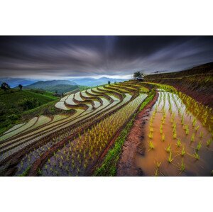Umělecká fotografie Unseen Rice Field, Tetra, (40 x 26.7 cm)