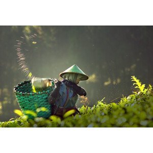 Umělecká fotografie tea pickers, muhammad	raju, (40 x 26.7 cm)