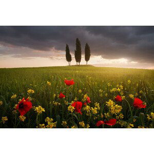 Umělecká fotografie Blooming Tuscany, Daniel	Řeřicha, (40 x 26.7 cm)