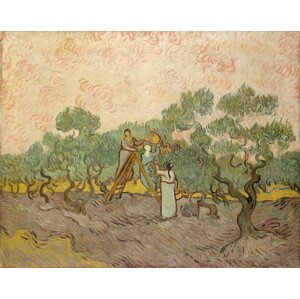 Vincent van Gogh - Obrazová reprodukce The Olive Pickers, Saint-Remy, 1889, (40 x 30 cm)