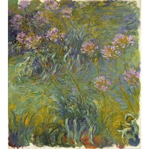 Claude Monet - Obrazová reprodukce Agapanthus, 1914-26, (35 x 40 cm)