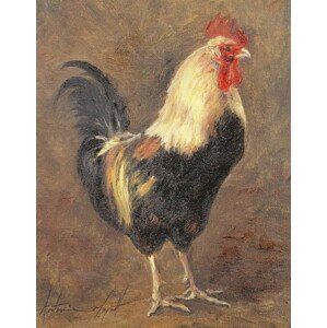 Antonia Myatt - Obrazová reprodukce The Cockerel, 1999, (30 x 40 cm)