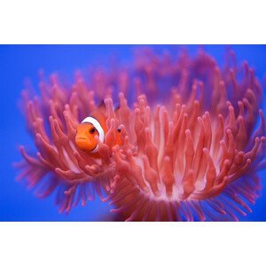 Umělecká fotografie Finding Nemo, Wendy, (40 x 26.7 cm)