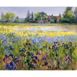 Timothy Easton - Obrazová reprodukce Irises and Two Fir Trees, 1993, (40 x 35 cm)