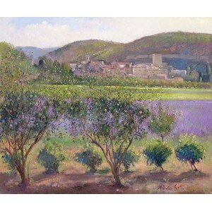 Timothy Easton - Obrazová reprodukce Lavender Seen Through Quince Trees, Monclus, (40 x 35 cm)