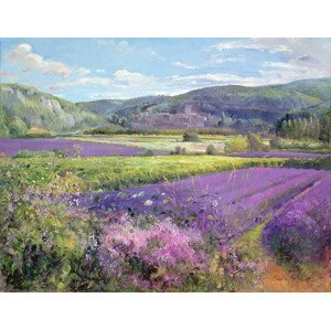 Timothy Easton - Obrazová reprodukce Lavender Fields in Old Provence, (40 x 30 cm)