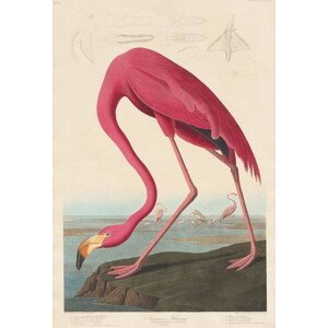 John James (after) Audubon - Obrazová reprodukce American Flamingo, 1838, (26.7 x 40 cm)