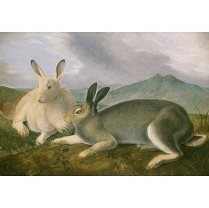 John James (after) Audubon - Obrazová reprodukce Arctic Hare, c.1841, (40 x 26.7 cm)