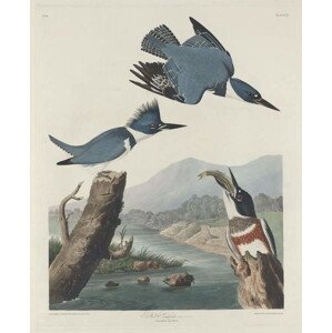 John James (after) Audubon - Obrazová reprodukce Belted Kingsfisher, 1830, (35 x 40 cm)