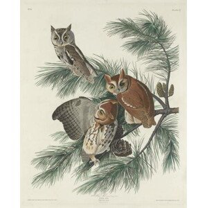 John James (after) Audubon - Obrazová reprodukce Mottled Owl, 1830, (30 x 40 cm)