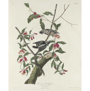 John James (after) Audubon - Obrazová reprodukce Downy Woodpecker, 1831, (35 x 40 cm)