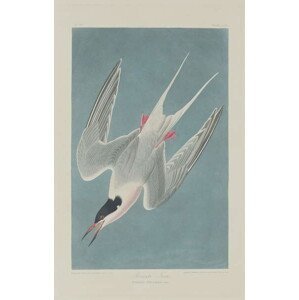 John James (after) Audubon - Obrazová reprodukce Roseate Tern, 1835, (24.6 x 40 cm)