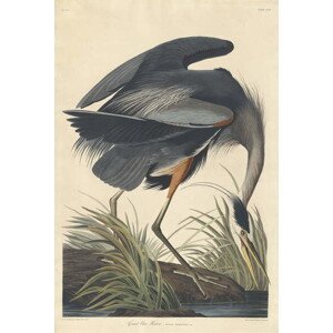 John James (after) Audubon - Obrazová reprodukce Great blue Heron, 1834, (26.7 x 40 cm)