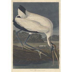 John James (after) Audubon - Obrazová reprodukce Wood Ibis, 1834, (26.7 x 40 cm)