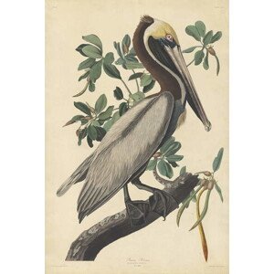 John James (after) Audubon - Obrazová reprodukce Brown Pelican, 1835, (26.7 x 40 cm)