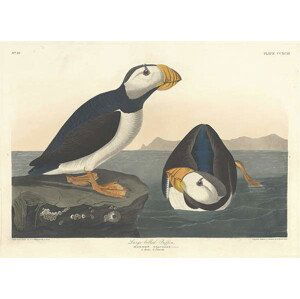 John James (after) Audubon - Obrazová reprodukce Large-billed Puffin, 1836, (40 x 30 cm)