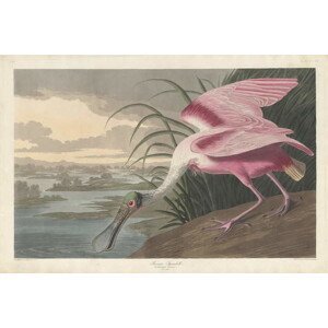 John James (after) Audubon - Obrazová reprodukce Roseate Spoonbill, 1836, (40 x 26.7 cm)