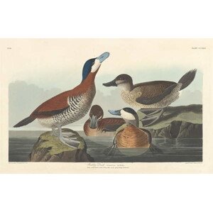 John James (after) Audubon - Obrazová reprodukce Ruddy duck, 1836, (40 x 24.6 cm)
