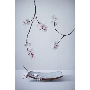 Umělecká fotografie The First Cherry Blossom, Inna	Karpova, (26.7 x 40 cm)