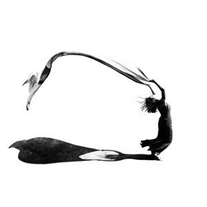 Umělecká fotografie Wind Dancer, Tina Kim, (40 x 26.7 cm)