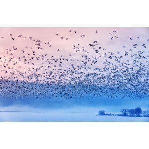 Umělecká fotografie Flying In the Fogging Morning, Rob Li, (40 x 24.6 cm)