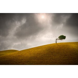 Umělecká fotografie One Tree Hill, Peter Elgar, (40 x 26.7 cm)