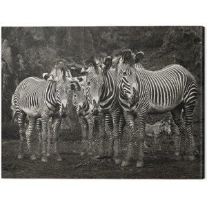 Obraz na plátně Marina Cano - Zebras, (80 x 60 cm)