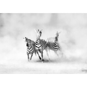 Umělecká fotografie Zebras, Juan Luis Duran, (40 x 26.7 cm)