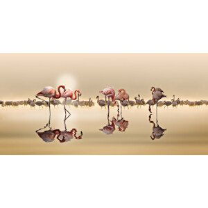 Umělecká fotografie Flamingos Ii, NASSER OSMAN, (40 x 20 cm)
