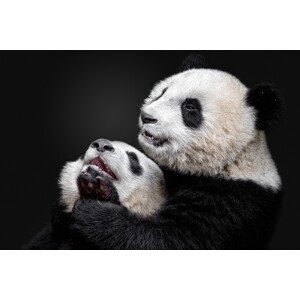 Umělecká fotografie Pandas, Alessandro Catta, (40 x 26.7 cm)