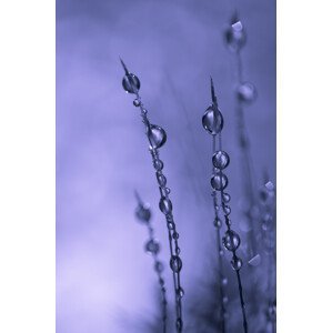 Umělecká fotografie Drops of Silver, Bee Thalin, (26.7 x 40 cm)