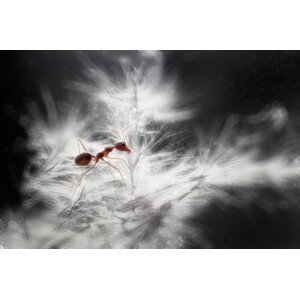 Umělecká fotografie glowing, rooswandy juniawan, (40 x 26.7 cm)
