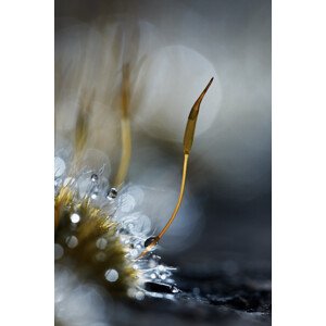 Umělecká fotografie Et pendant ce temps lA , dans le petit monde, Fabien BRAVIN, (26.7 x 40 cm)